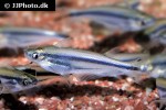 pareutropius buffei pareutropius buffei
