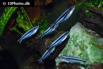 pareutropius buffei pareutropius buffei