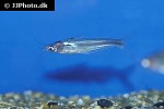 pseudeutropius brachypopterus pseudeutropius brachypopterus