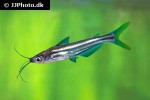 pseudeutropius brachypopterus pseudeutropius brachypopterus