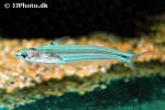 pseudeutropius moolenburghae pseudeutropius moolenburghae