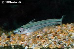 pseudeutropius moolenburghae pseudeutropius moolenburghae