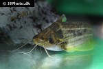 schilbe mandibularis schilbe mandibularis