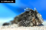 ablabys binotatus ablabys binotatus