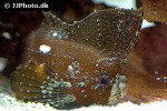 ablabys taenianotus ablabys taenianotus