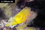 ablabys taenianotus ablabys taenianotus