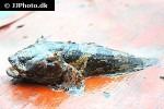 allenbatrachus grunniens allenbatrachus grunniens