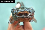 allenbatrachus grunniens allenbatrachus grunniens