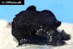 antennarius commerson antennarius commerson