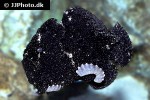 antennarius commerson antennarius commerson
