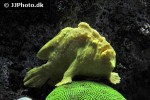antennarius maculatus antennarius maculatus