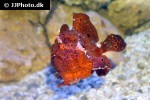 antennarius multiocellatus antennarius multiocellatus