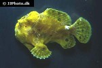 antennarius pictus antennarius pictus