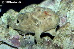antennarius species indopacific antennarius species indopacific
