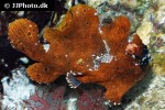 antennarius striatus antennarius striatus