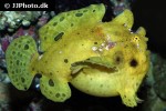 antennarius striatus antennarius striatus