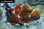 antennarius striatus antennarius striatus