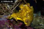 antennarius striatus antennarius striatus
