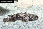 batrachomoeus trispinosus batrachomoeus trispinosus
