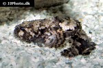 batrachomoeus trispinosus batrachomoeus trispinosus