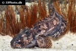 batrachomoeus trispinosus batrachomoeus trispinosus