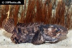 batrachomoeus trispinosus batrachomoeus trispinosus