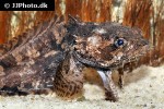 batrachomoeus trispinosus batrachomoeus trispinosus