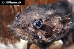batrachomoeus trispinosus batrachomoeus trispinosus