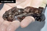 batrachomoeus trispinosus batrachomoeus trispinosus