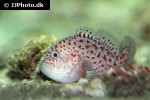 caracanthus maculatus caracanthus maculatus