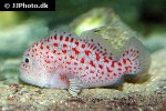 caracanthus maculatus caracanthus maculatus