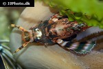 dendrochirus biocellatus dendrochirus biocellatus