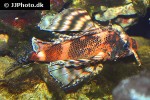 dendrochirus biocellatus dendrochirus biocellatus
