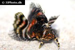 dendrochirus biocellatus dendrochirus biocellatus