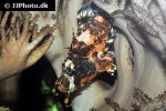 dendrochirus biocellatus dendrochirus biocellatus