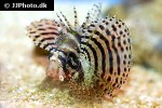 dendrochirus brachypterus dendrochirus brachypterus