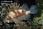 dendrochirus brachypterus dendrochirus brachypterus