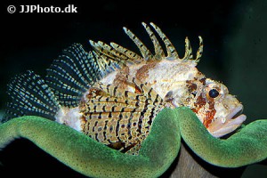 Other Scorpionfish