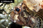 dendrochirus brachypterus dendrochirus brachypterus