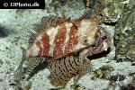dendrochirus brachypterus dendrochirus brachypterus