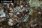 dendrochirus brachypterus dendrochirus brachypterus