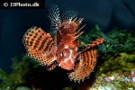 dendrochirus brachypterus dendrochirus brachypterus