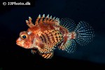 dendrochirus brachypterus dendrochirus brachypterus