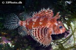 dendrochirus brachypterus dendrochirus brachypterus