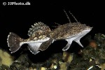 lophius piscatorius lophius piscatorius
