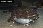 lophius piscatorius lophius piscatorius