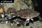 lophius piscatorius lophius piscatorius