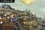 lophius piscatorius lophius piscatorius