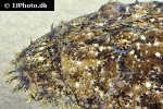 lophius piscatorius lophius piscatorius