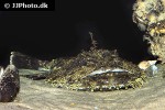 lophius piscatorius lophius piscatorius